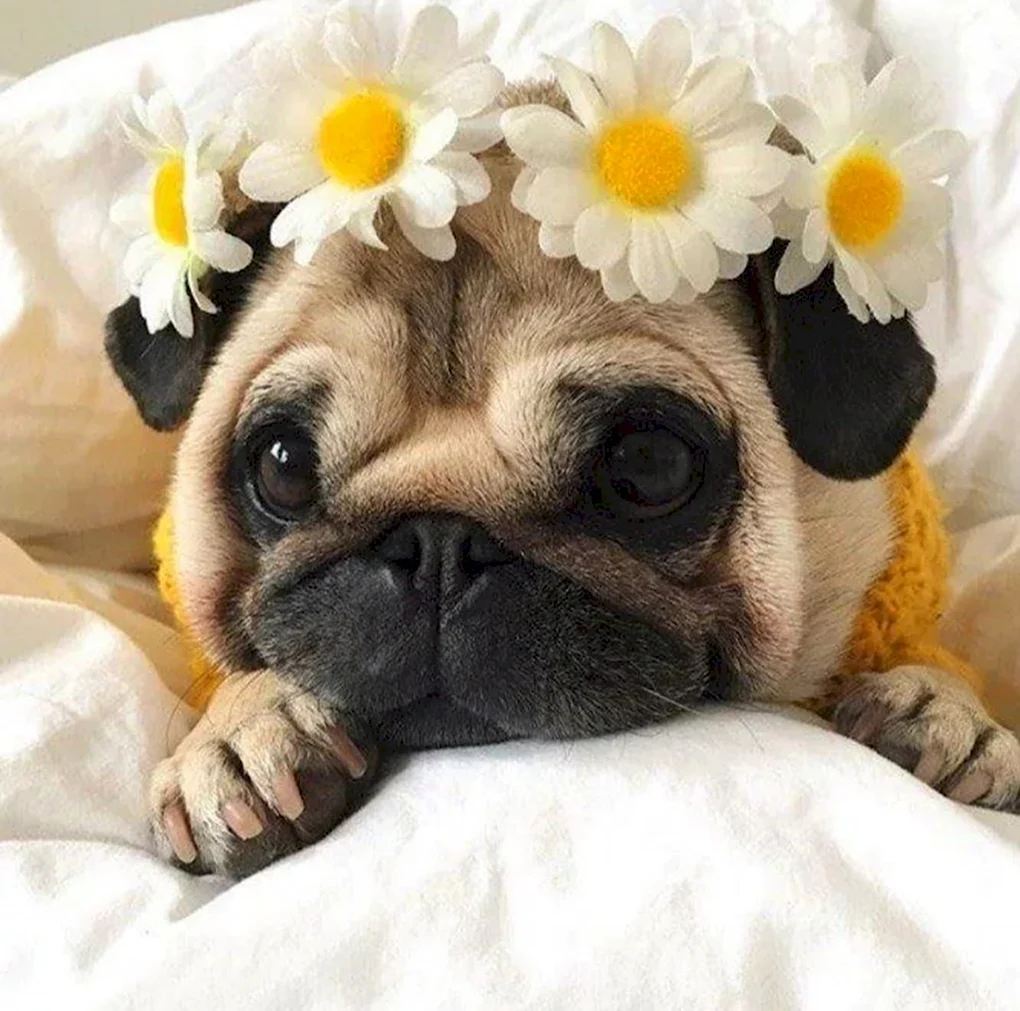 Мопс