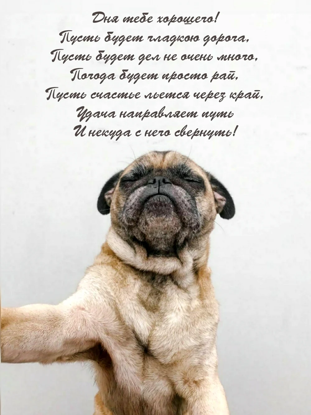 Мопс