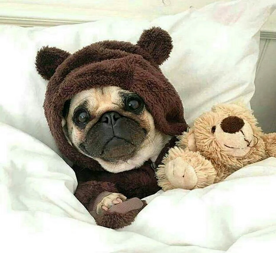 Мопс в костюме мишки