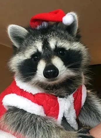 Новогодний енот