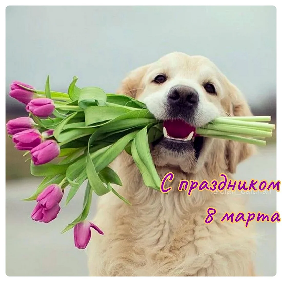 Открытка с днём рождения с щенком