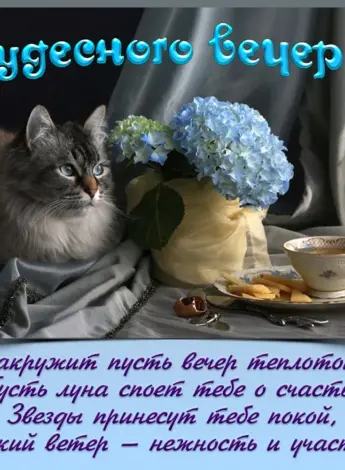 Открытки добрый вечер с котиками