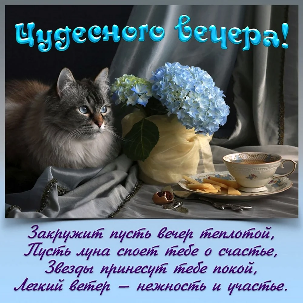 Открытки добрый вечер с котиками
