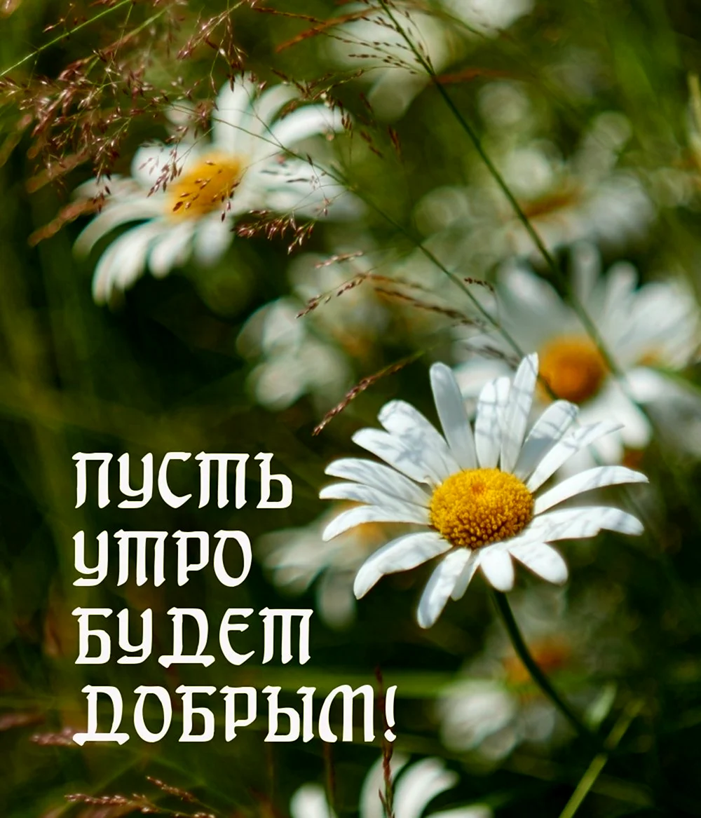 Открытки с добрым днём летние
