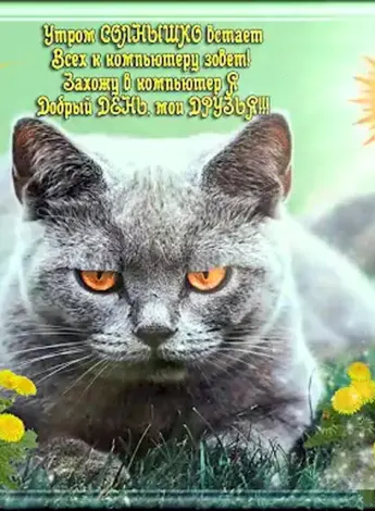 Открытки с котами