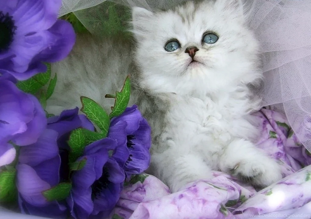 Открытки с котятами