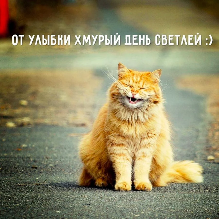 Позитивный котик