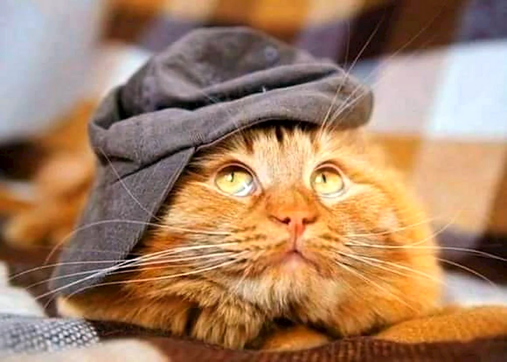 Прикольный рыжий кот
