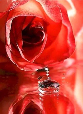 Роза бриллиант