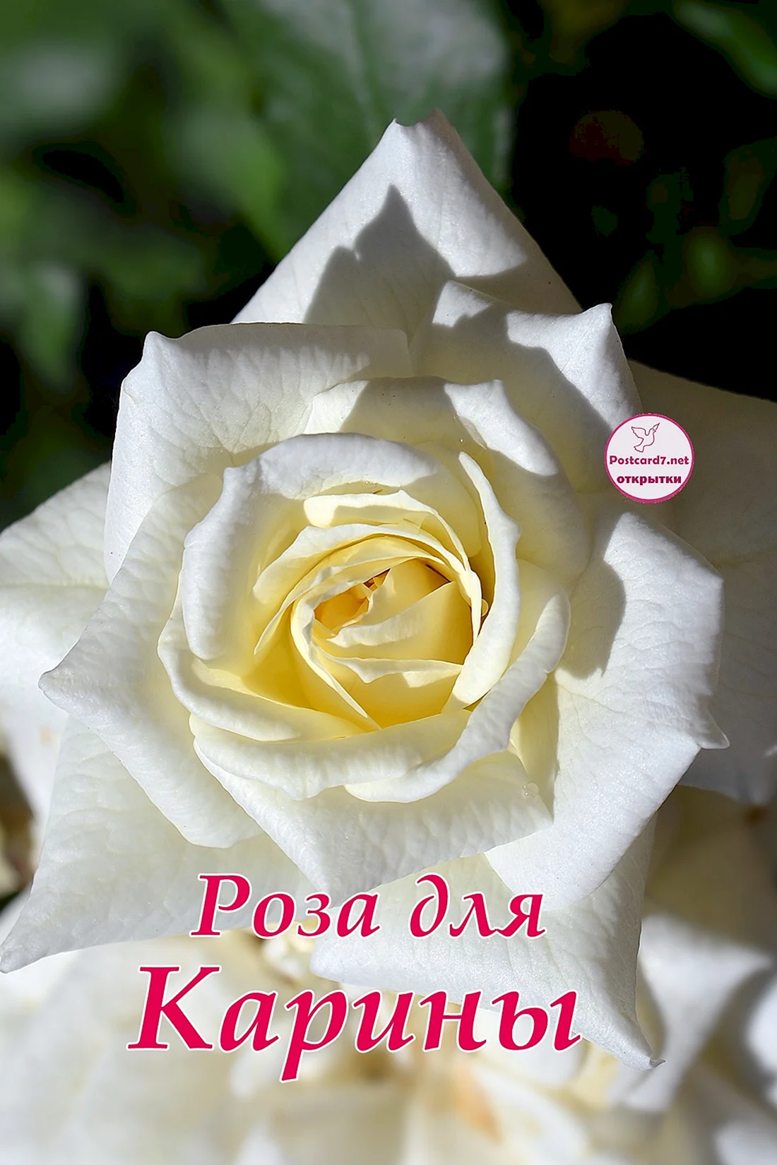 Роза чайно-гибридная Карина