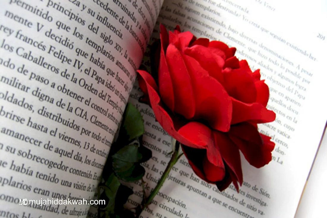 Роза на книге