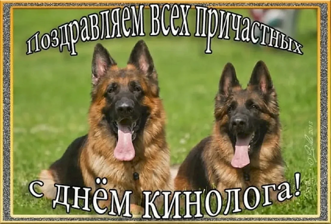 С днем кинолога