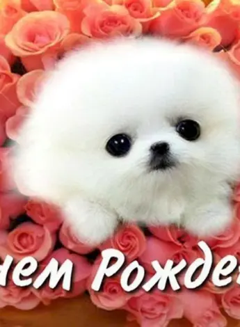 С днем рождения