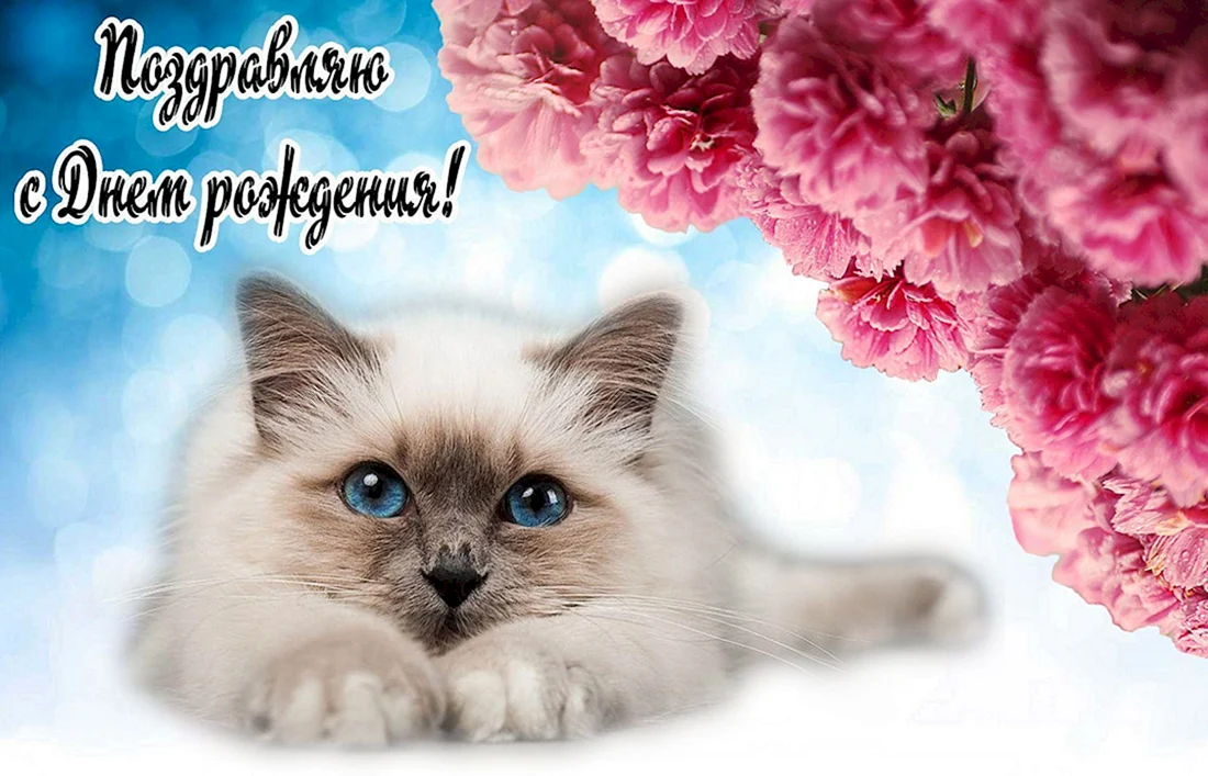 С днем рождения котенок