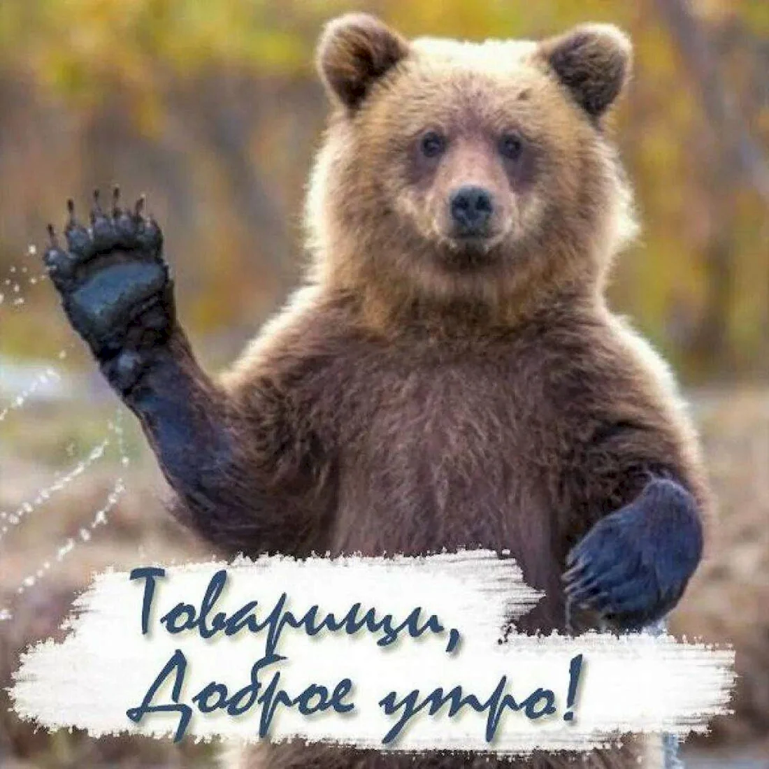 С днем рождения мишка