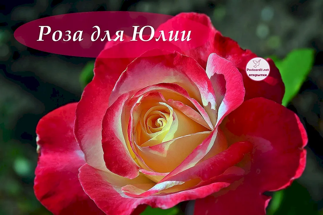 С днём рождения розы