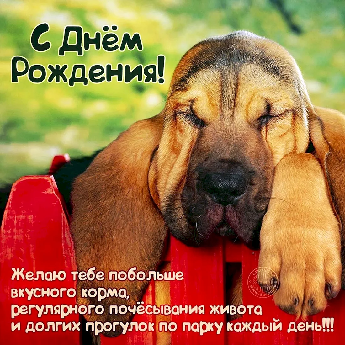 С днём рождения собачки