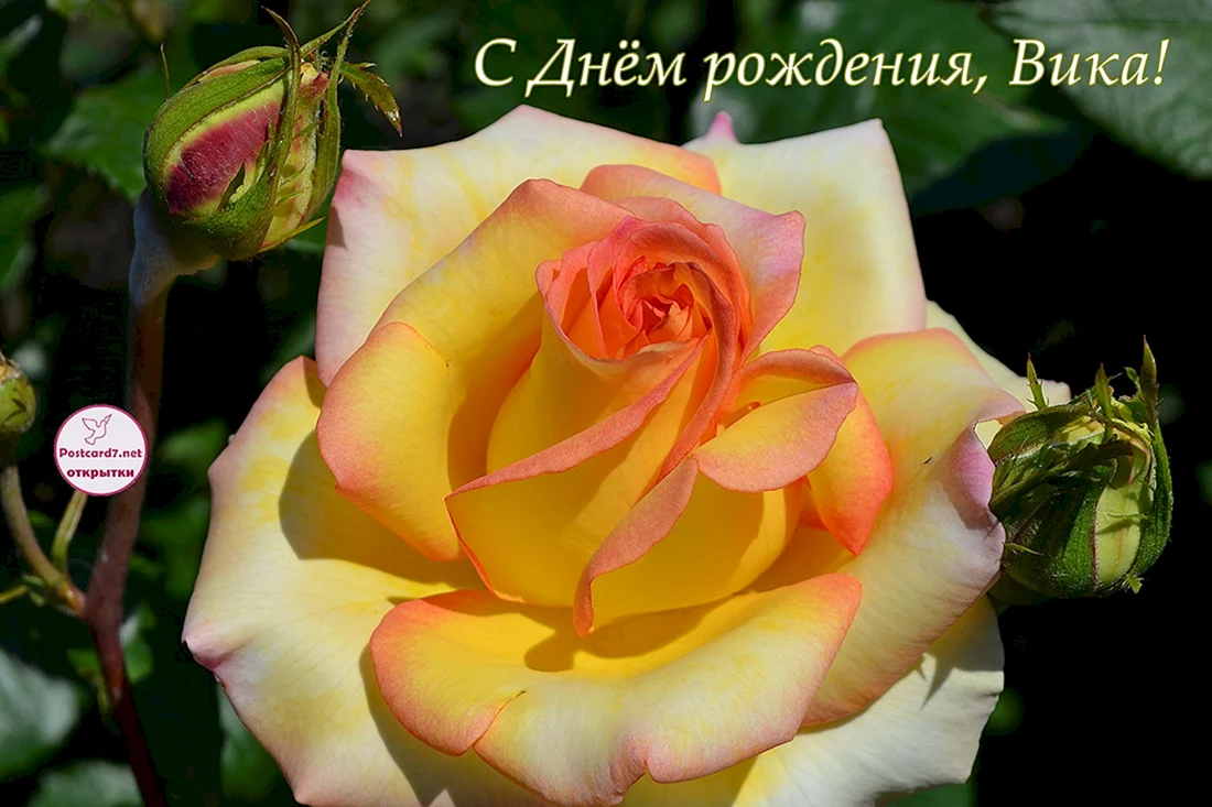 С днём рождения Вика