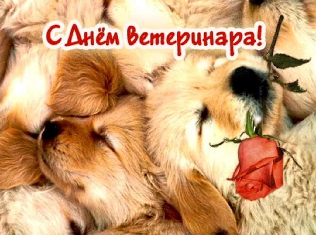 С днем ветеринара