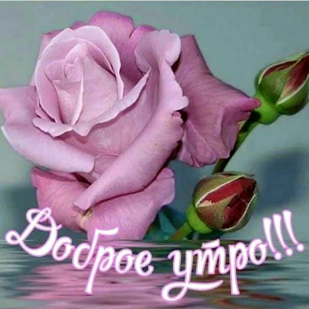 С добрым утром розы