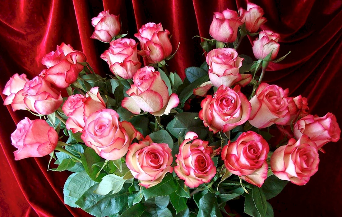 Шикарные цветы