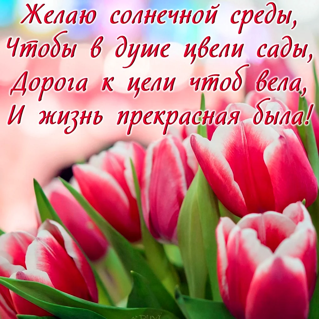 Тюльпаны открытка