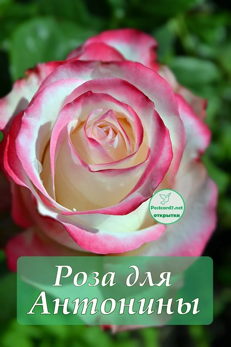 Цветы Антонине