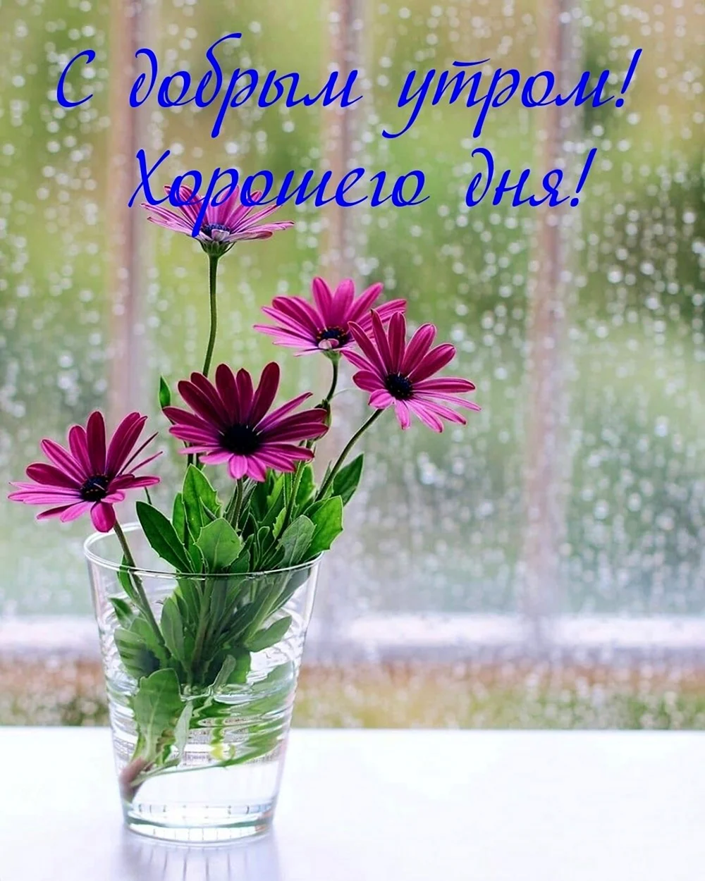 Цветы на окне